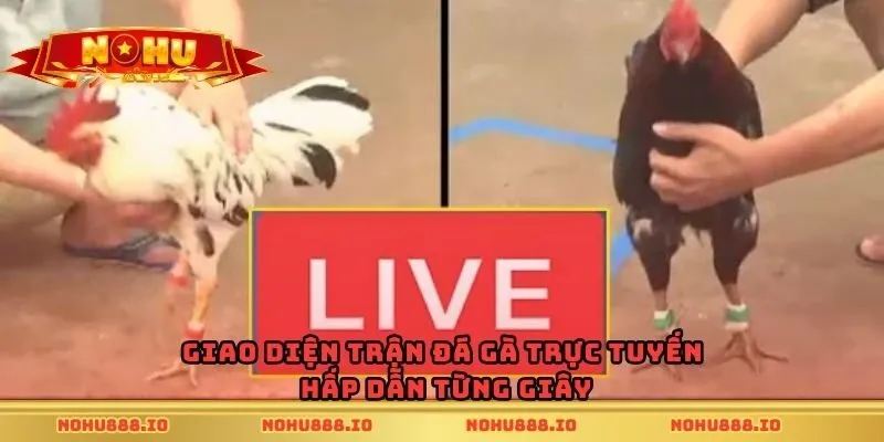 Giao diện trận đá gà trực tuyến hấp dẫn từng giây